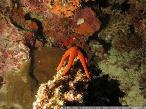 Posing Starfish -- My photos are uploaded for testing pur... by Tal Mor 